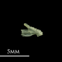 photo of Butterfish dentary medial view
