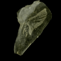 photo of Sandsmelt for assessment lateral view