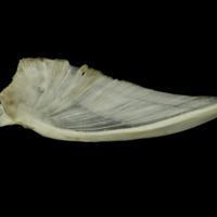 photo of Grey Triggerfish for assessment medial view