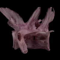 photo of Wels catfish first vertebra lateral view