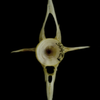 photo of European conger caudal vertebra anterior view
