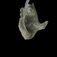 photo of Eelpout subopercular medial view