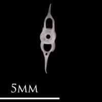 photo of European eel caudal vertebra posterior view