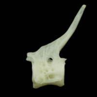 photo of Bullrout precaudal vertebra lateral view