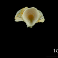 photo of European plaice basioccipital posterior view