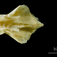 photo of Atlantic cod basioccipital dorsal view