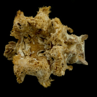 photo of Atlantic bluefin tuna  basioccipital ventral view