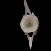 photo of Red seabream caudal vertebra posterior view