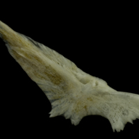 photo of Red gurnard preopercular medial view