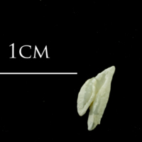 photo of Ballan wrasse otolith(s) detail view