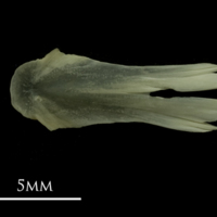 photo of Grayling vomer dorsal view