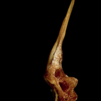 photo of Catfish first vertebra lateral view