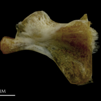 photo of Couch's seabream ceratohyal lateral view