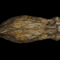 photo of Sturgeon skull ventral view