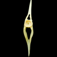 photo of Five-Bearded Rockling caudal vertebra anterior view