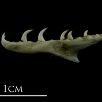 photo of Mediterranean moray pharyngeal lateral view