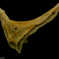 photo of Thinlip grey mullet  preopercular lateral view