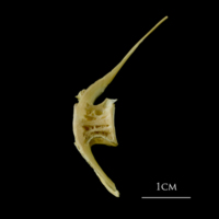 photo of Atlantic cod precaudal vertebra lateral view