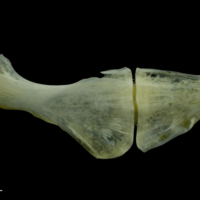 photo of European seabass ceratohyal epihyal complex lateral view