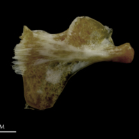 photo of Couch's seabream ceratohyal medial view