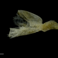 photo of Red gurnard palatine lateral view