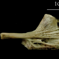 photo of Turbot ceratohyal lateral view