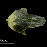 photo of Ruffe vomer dorsal view