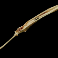 photo of Turbot precaudal vertebra lateral view