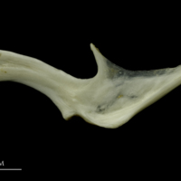 photo of Grey Triggerfish for assessment lateral view