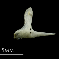 photo of Three-spined stickleback premaxilla lateral view