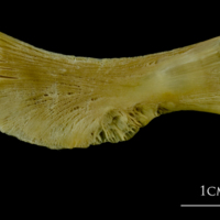 photo of Atlantic cod ceratohyal medial view