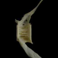 photo of Zander precaudal vertebra lateral view