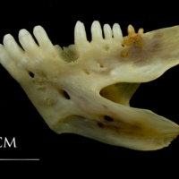 photo of Ballan wrasse dentary lateral view