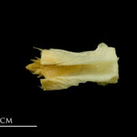 photo of Atlantic mackerel basioccipital ventral view