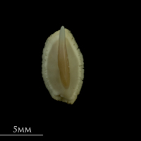 photo of Thornback ray buckler spine dorsal view