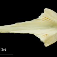 photo of Atlantic cod vomer dorsal view