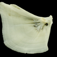 photo of Common carp opercular medial view