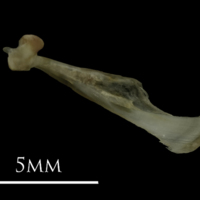 photo of Eelpout maxilla lateral view