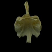 photo of Grayling for assessment ventral view