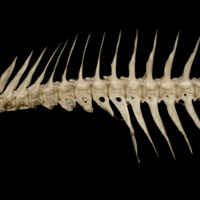 photo of Greater amberjack precaudal vertebra lateral view
