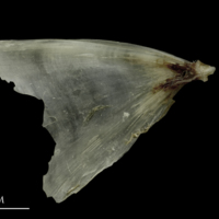 photo of Brill opercular medial view