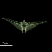 photo of Scad scute medial view