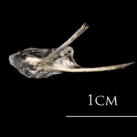 photo of Atlantic herring posttemporal lateral view