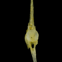 photo of Ruffe caudal vertebra posterior view