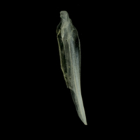 photo of European anchovy supracleithrum medial view