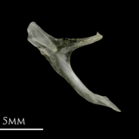 photo of Sandsmelt posttemporal medial view