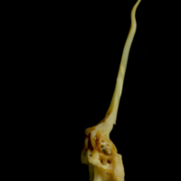 photo of Ballan wrasse precaudal vertebra lateral view