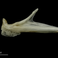 photo of Brill articular lateral view