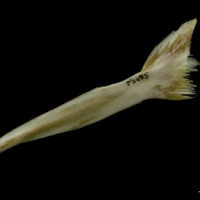 photo of European conger for assessment lateral view