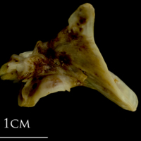photo of Ballan wrasse articular medial view